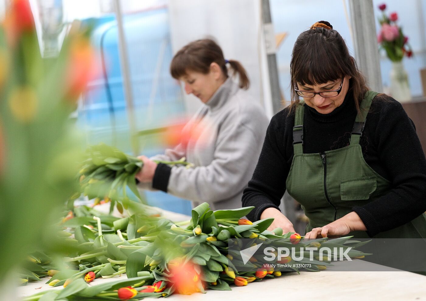 Growing tulips in Krasnodar Territory