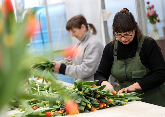 Growing tulips in Krasnodar Territory