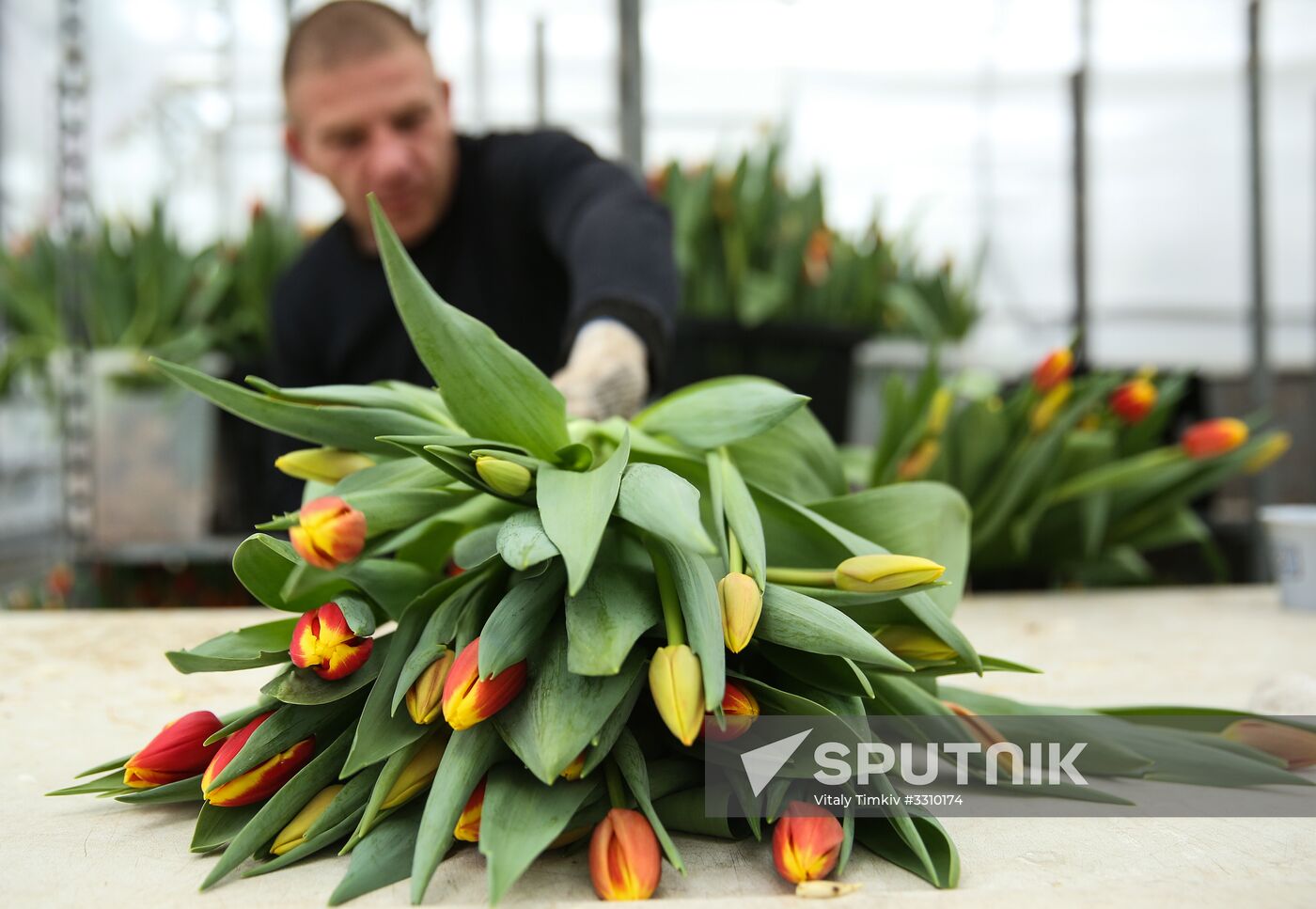 Growing tulips in Krasnodar Territory