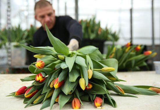 Growing tulips in Krasnodar Territory