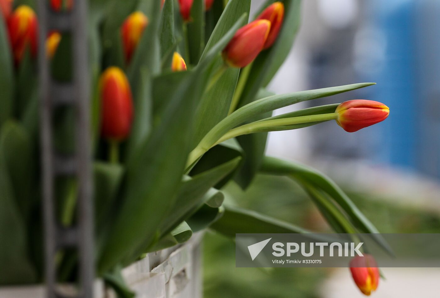 Growing tulips in Krasnodar Territory
