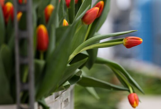 Growing tulips in Krasnodar Territory