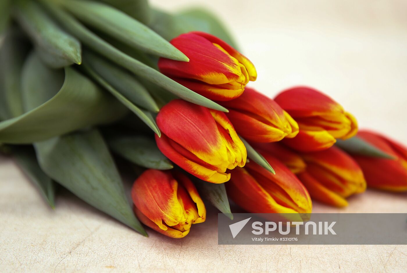Growing tulips in Krasnodar Territory