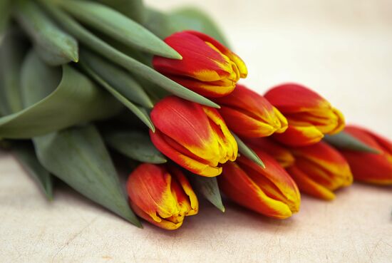 Growing tulips in Krasnodar Territory