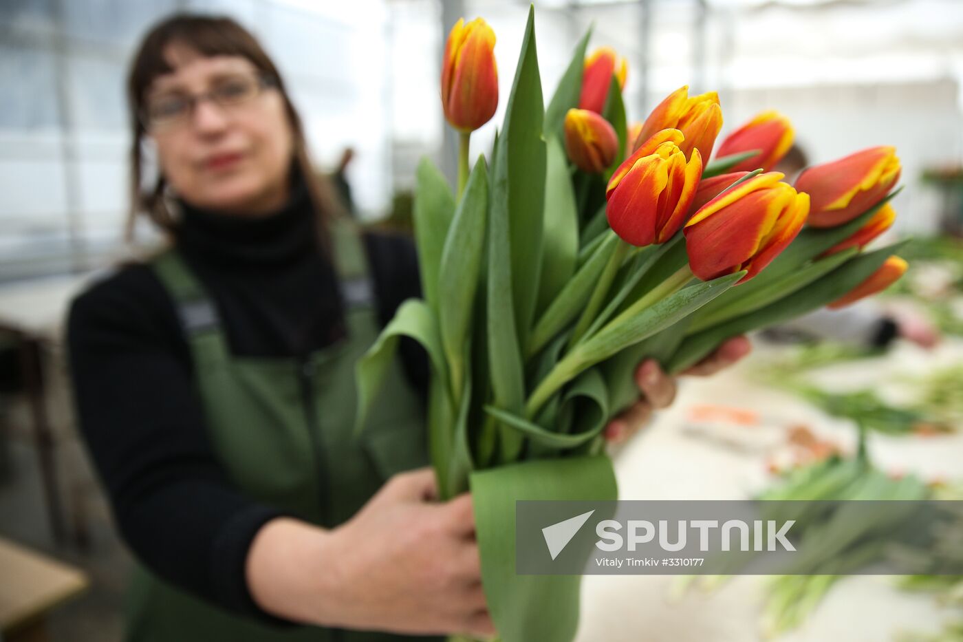 Growing tulips in Krasnodar Territory