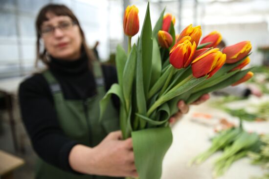 Growing tulips in Krasnodar Territory