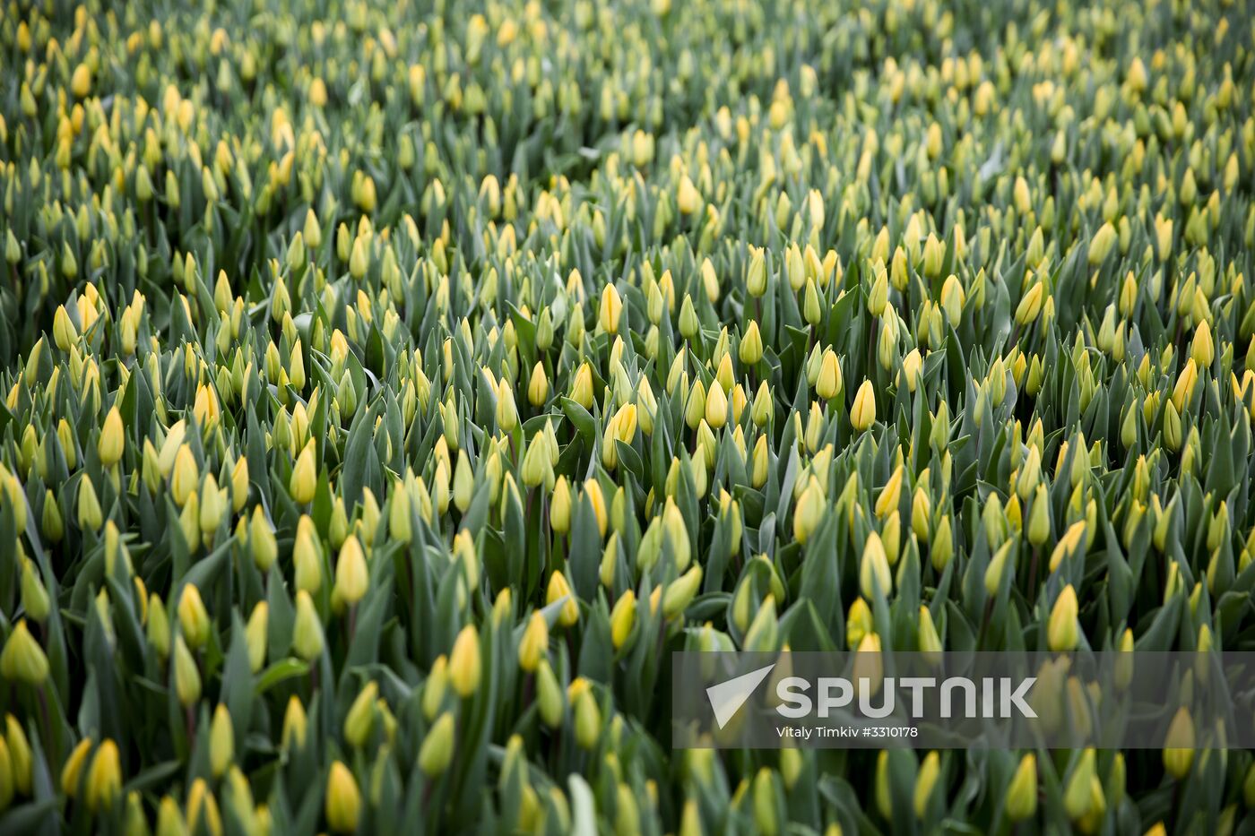 Growing tulips in Krasnodar Territory