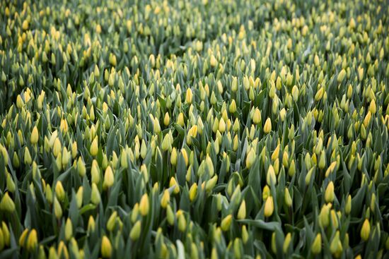 Growing tulips in Krasnodar Territory