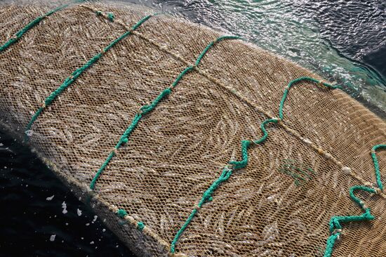 Yuzhno-Kurilsky Fish Factory