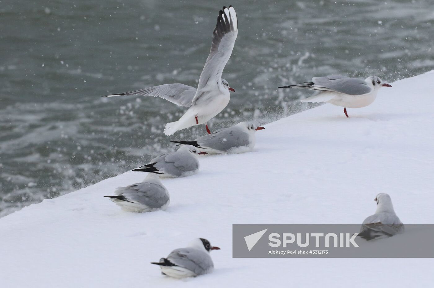 Snowfall in Crimea