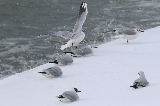 Snowfall in Crimea