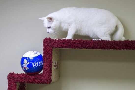 Achilles, 2018 FIFA World Cup oracle cat from Hermitage