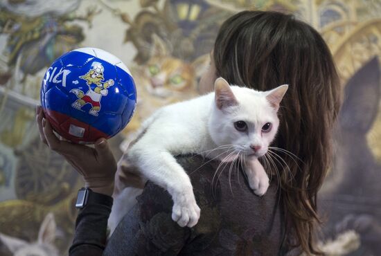 Achilles, 2018 FIFA World Cup oracle cat from Hermitage