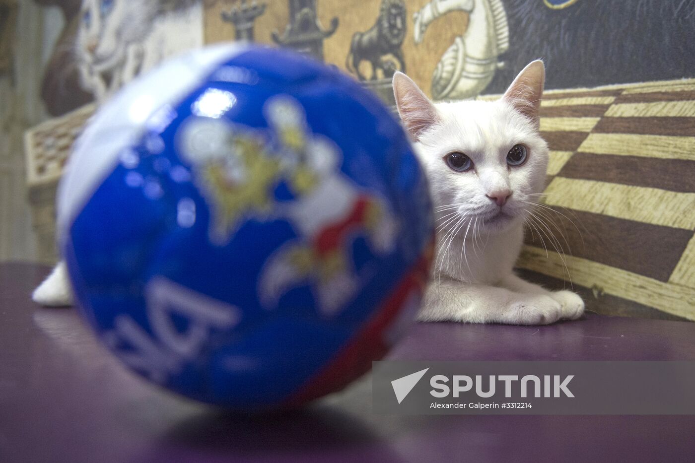 Achilles, 2018 FIFA World Cup oracle cat from Hermitage