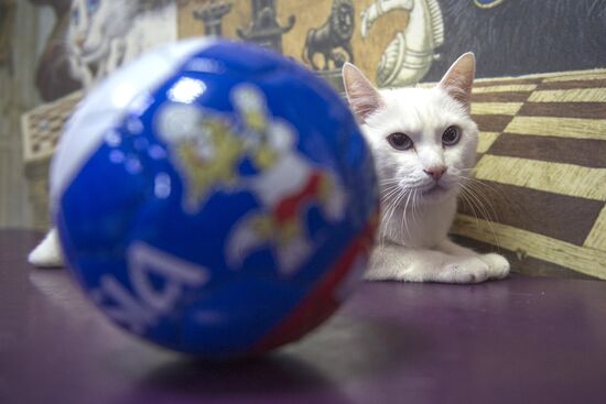 Achilles, 2018 FIFA World Cup oracle cat from Hermitage