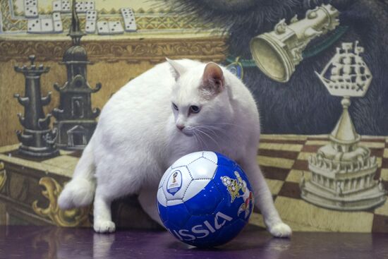 Achilles, 2018 FIFA World Cup oracle cat from Hermitage
