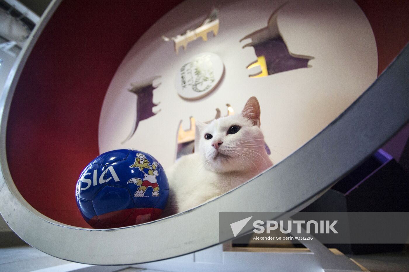 Achilles, 2018 FIFA World Cup oracle cat from Hermitage