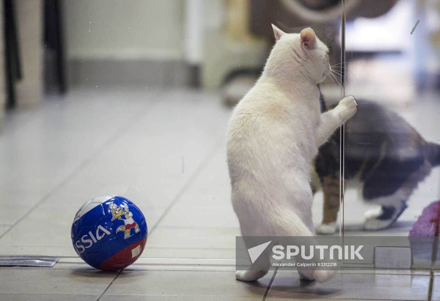 Achilles, 2018 FIFA World Cup oracle cat from Hermitage