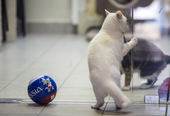 Achilles, 2018 FIFA World Cup oracle cat from Hermitage
