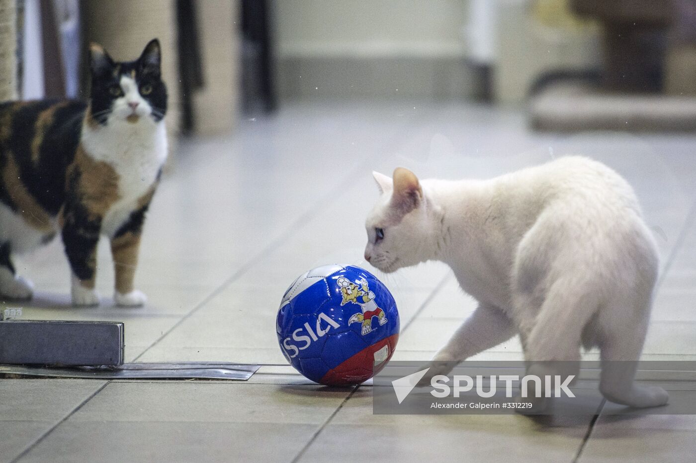 Achilles, 2018 FIFA World Cup oracle cat from Hermitage
