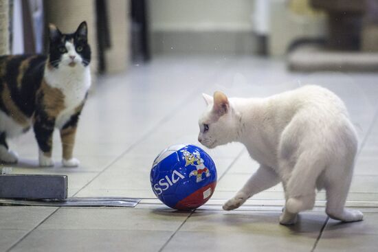 Achilles, 2018 FIFA World Cup oracle cat from Hermitage