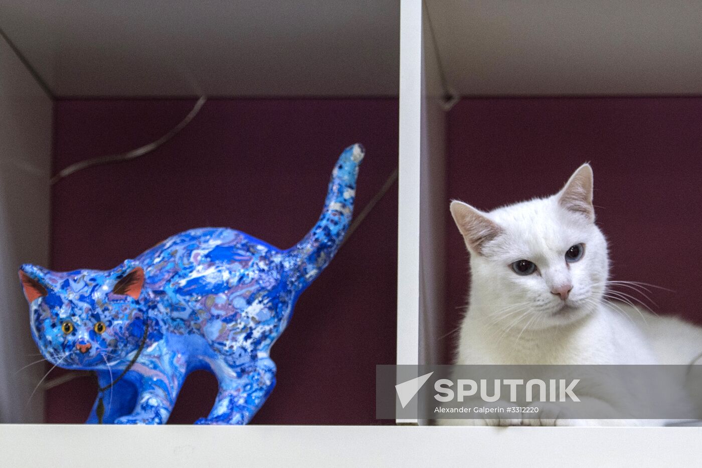 Achilles, 2018 FIFA World Cup oracle cat from Hermitage
