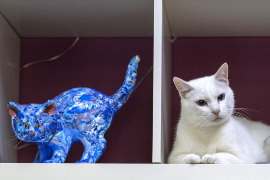 Achilles, 2018 FIFA World Cup oracle cat from Hermitage