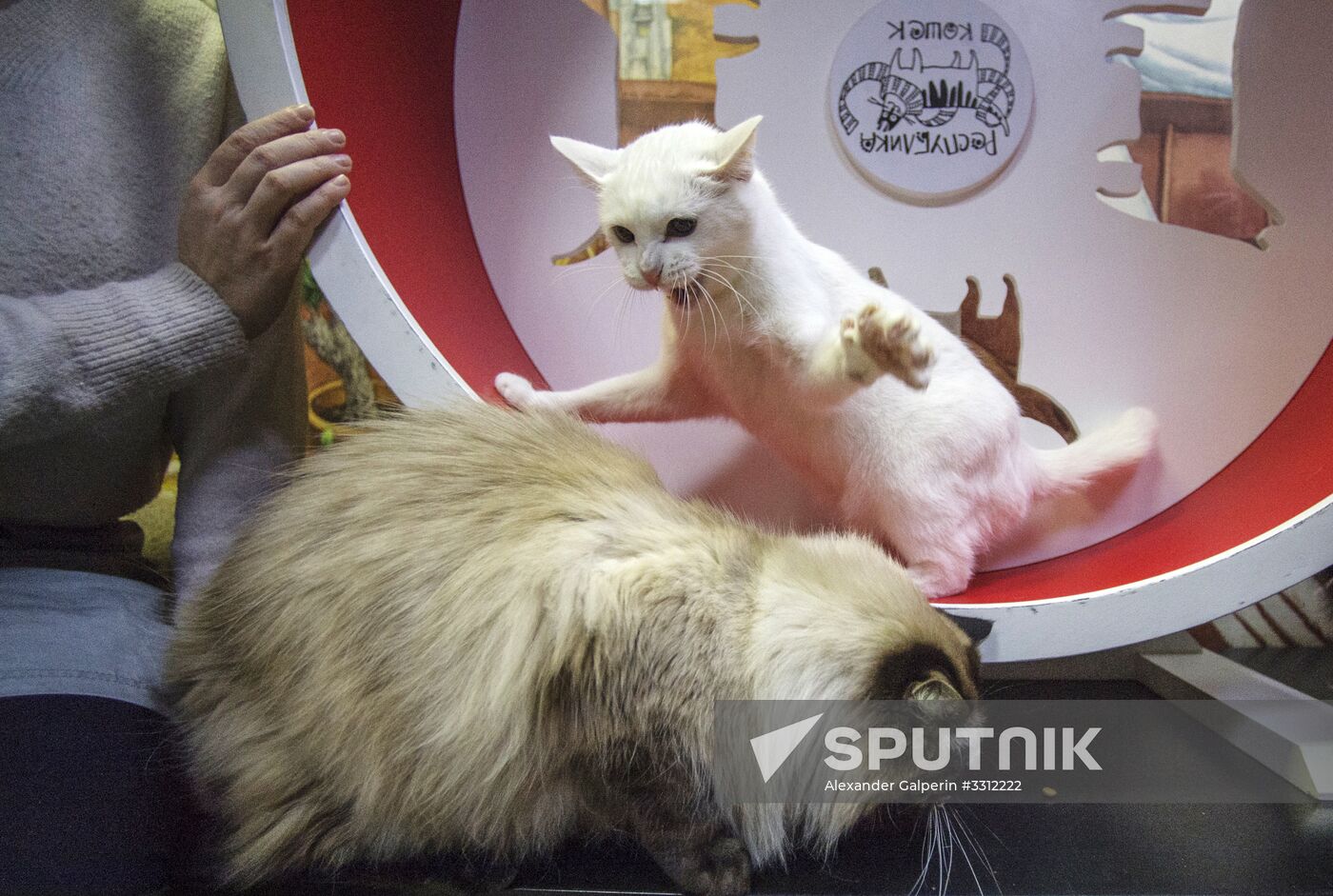 Achilles, 2018 FIFA World Cup oracle cat from Hermitage