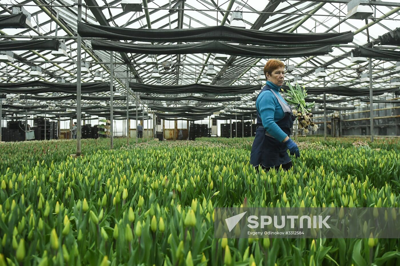 Flower farm in Moscow