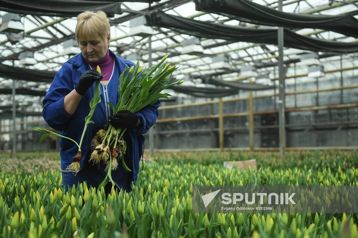 Flower farm in Moscow