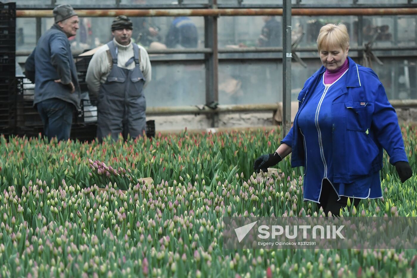 Flower farm in Moscow