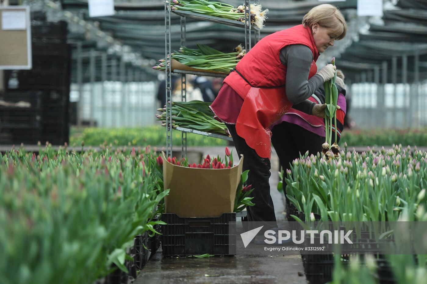 Flower farm in Moscow