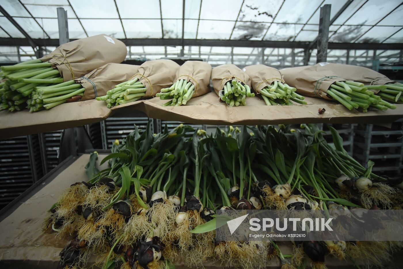 Flower farm in Moscow