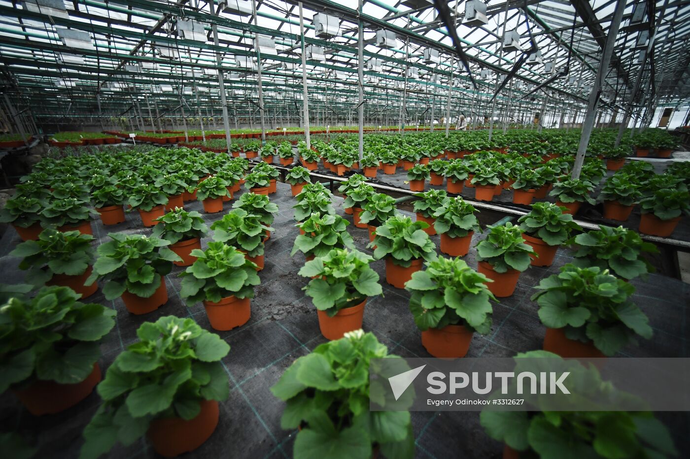 Flower farm in Moscow