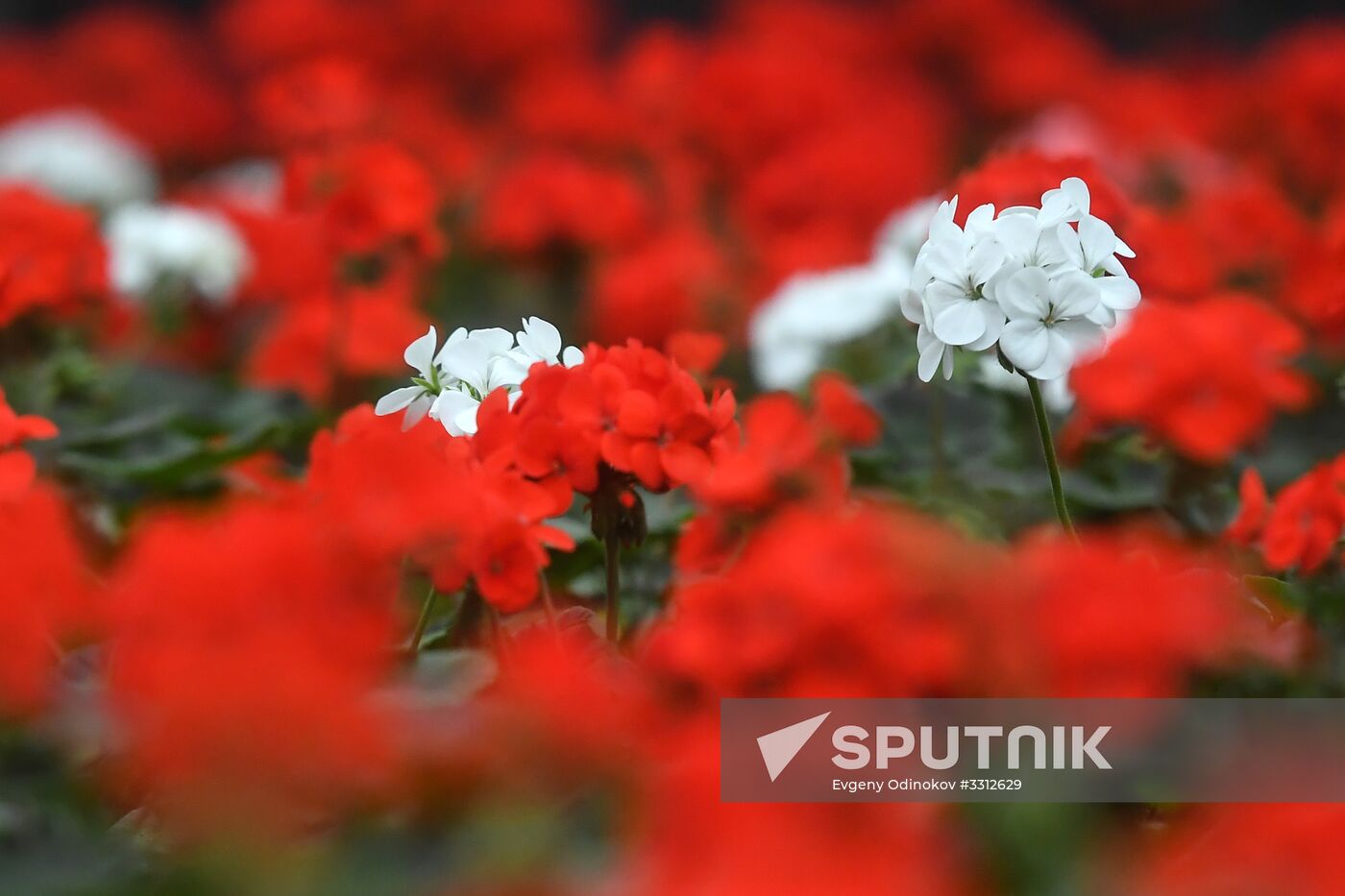 Flower farm in Moscow