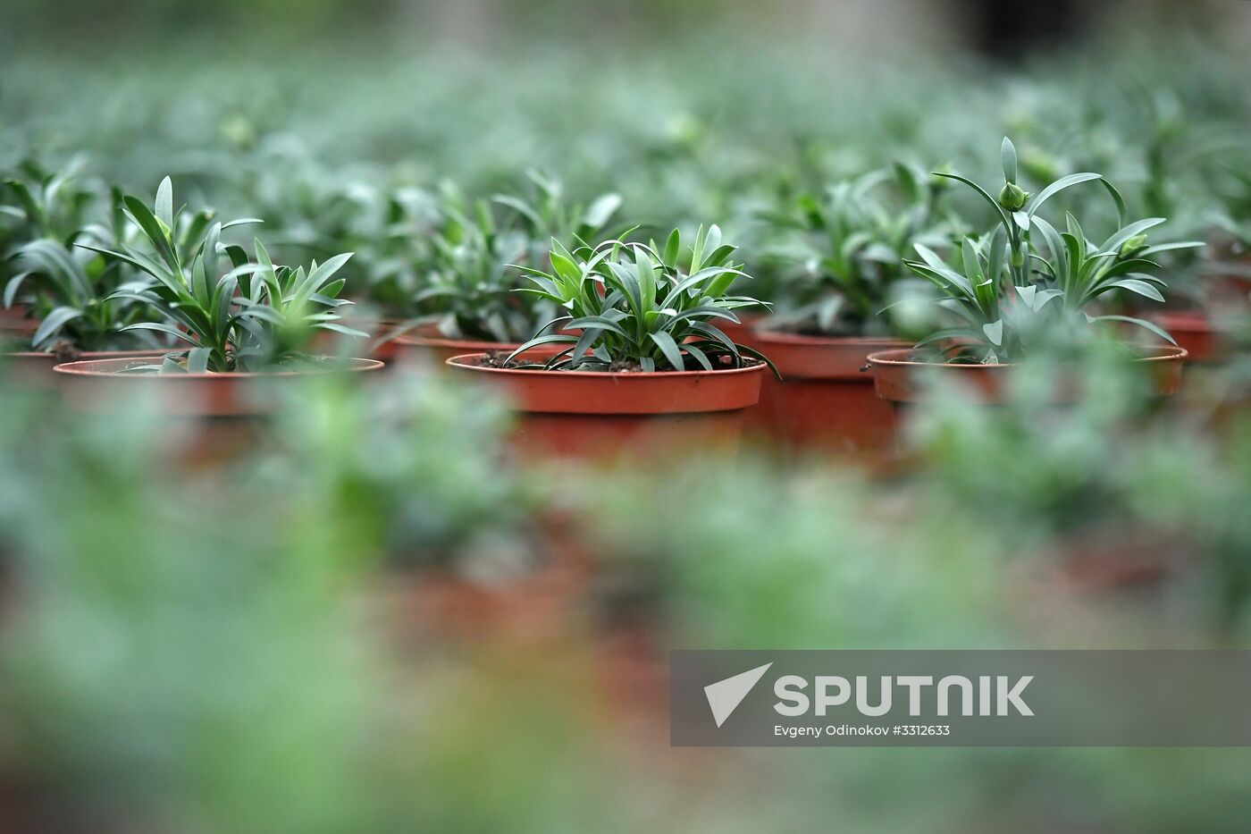 Flower farm in Moscow