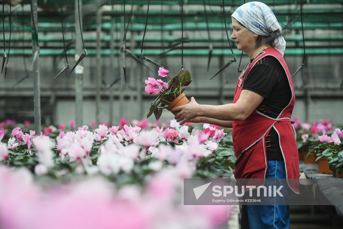 Flower farm in Moscow