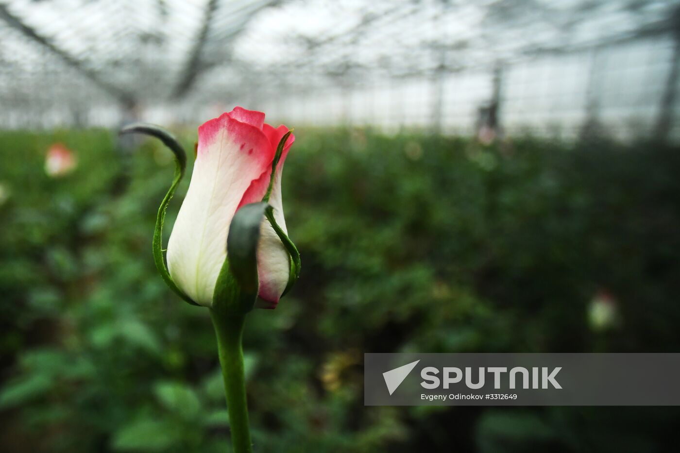 Flower farm in Moscow