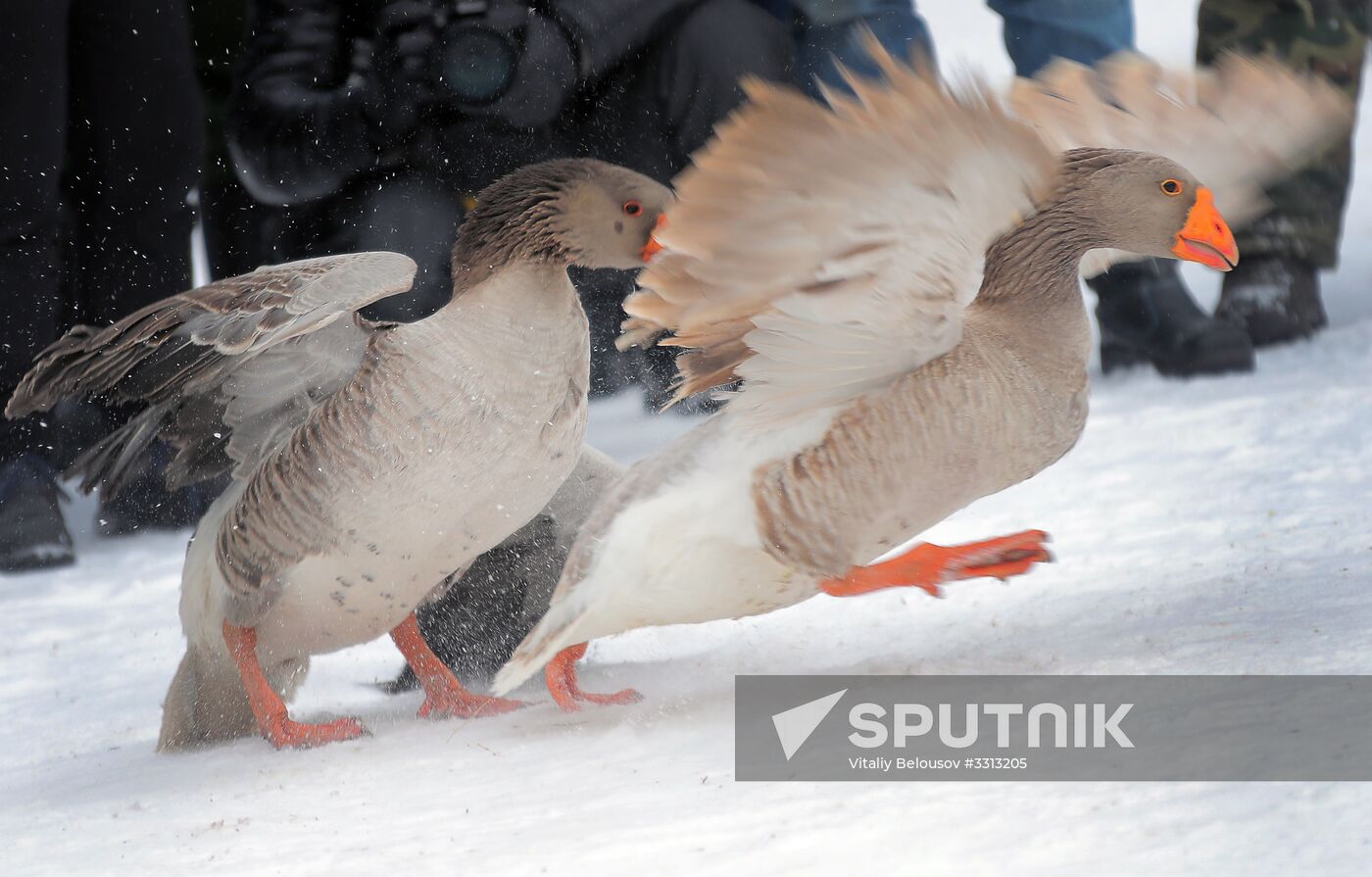 Goose fights in Tula Region