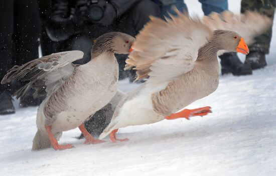 Goose fights in Tula Region