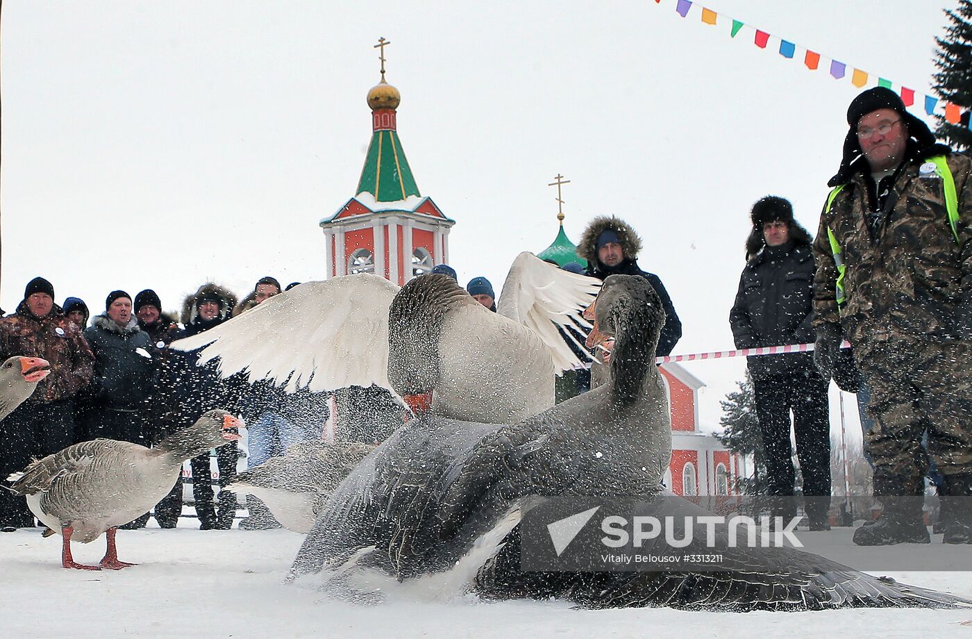 Goose fights in Tula Region