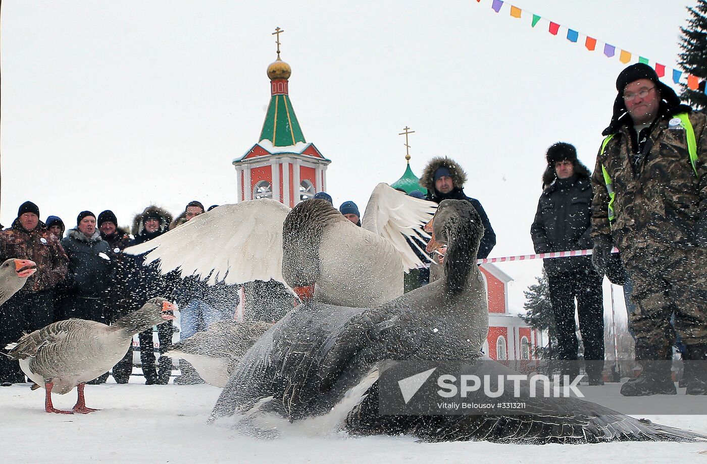 Goose fights in Tula Region