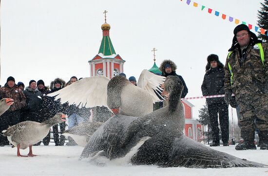 Goose fights in Tula Region