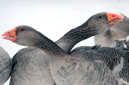 Goose fights in Tula Region