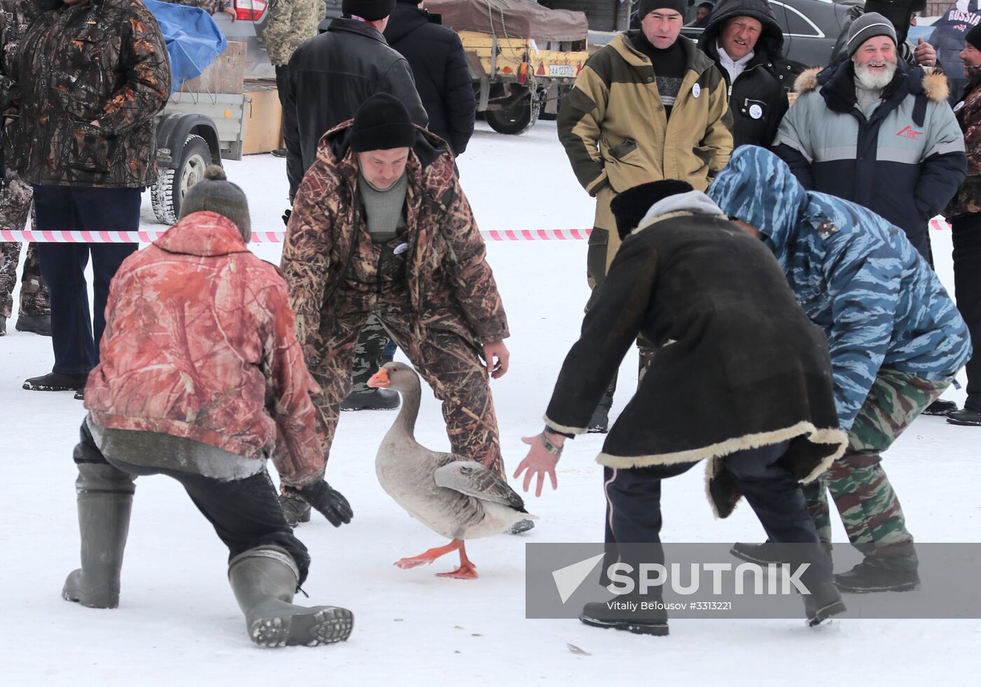 Goose fights in Tula Region