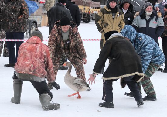Goose fights in Tula Region