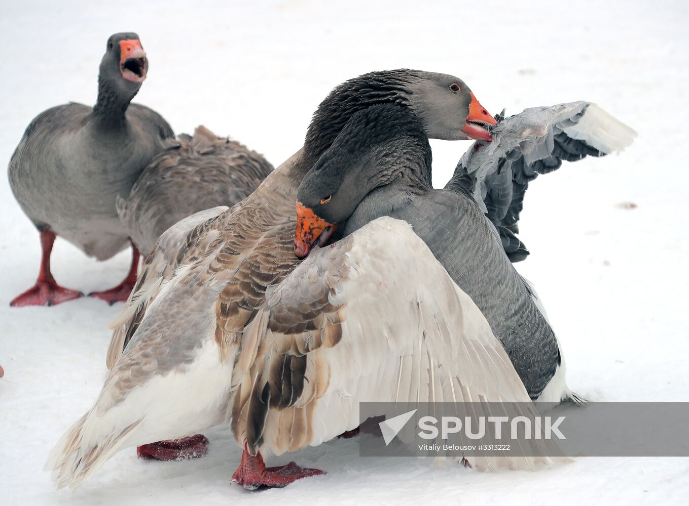 Goose fights in Tula Region