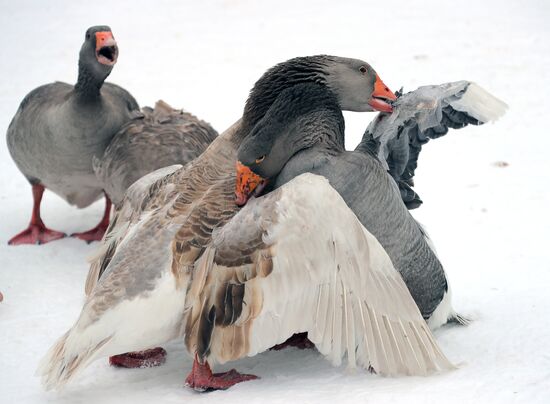 Goose fights in Tula Region