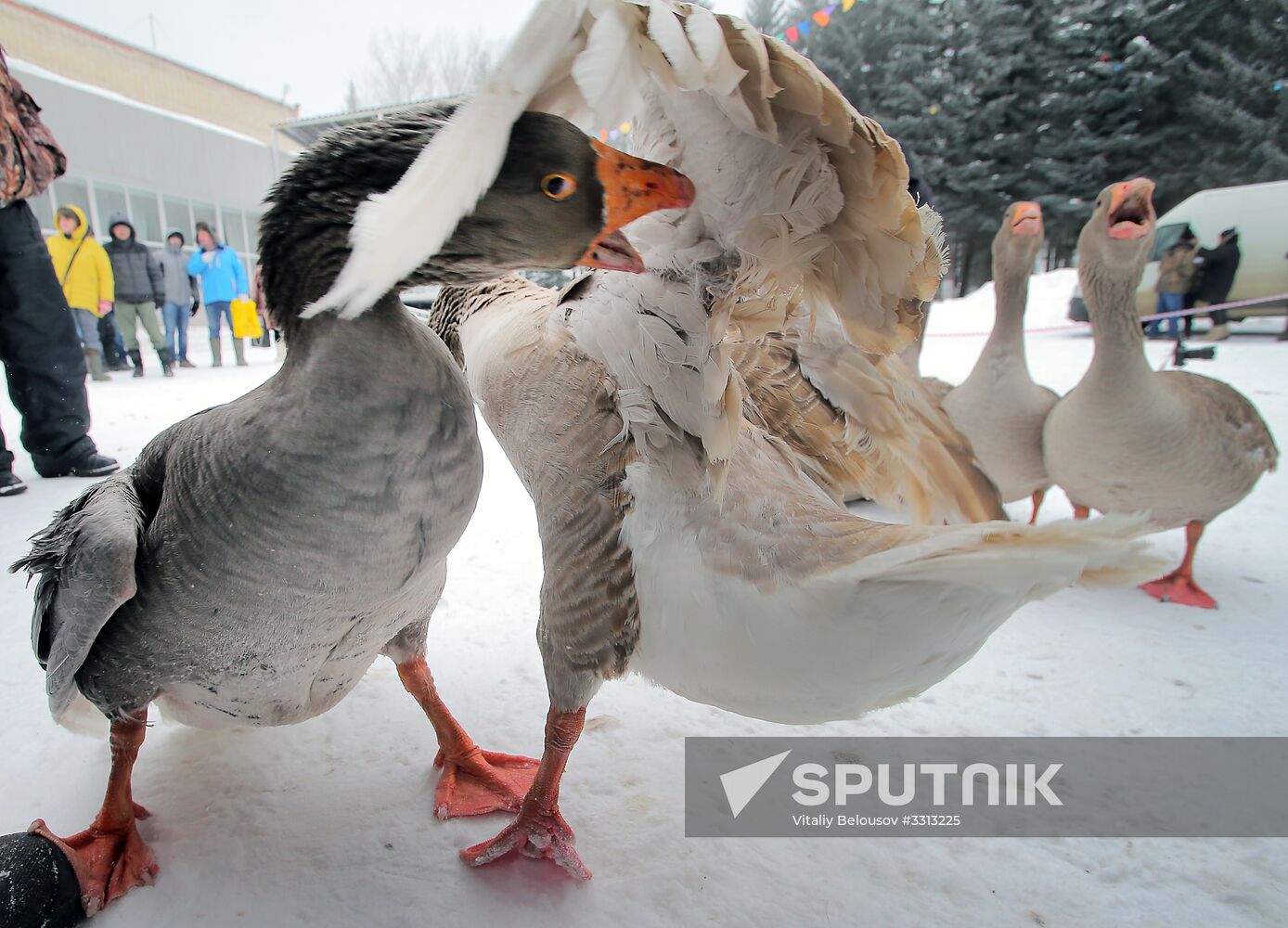 Goose fights in Tula Region