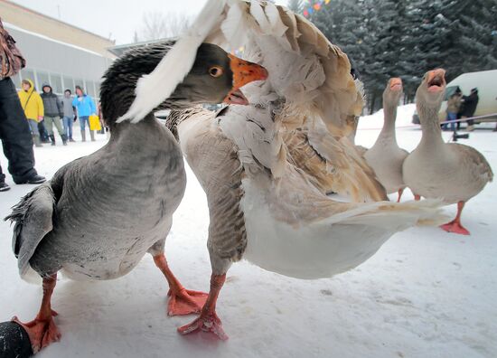 Goose fights in Tula Region